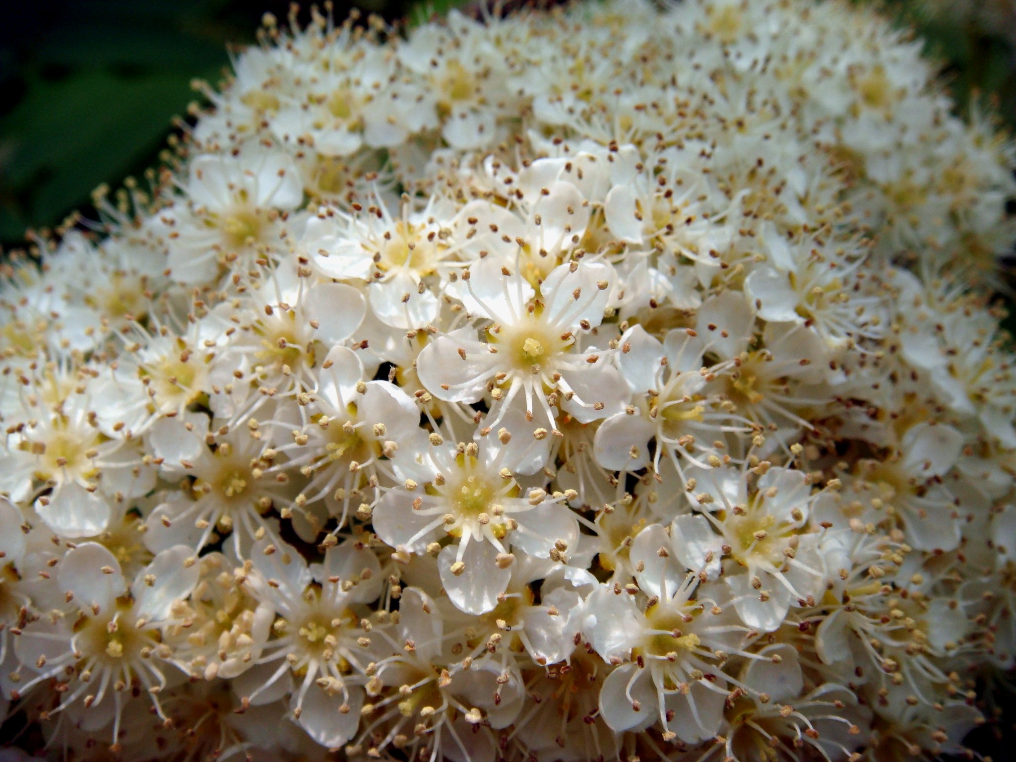 Sorbus commixta Hedlund